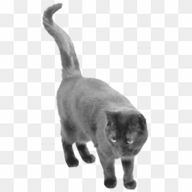 Black Cat Transparent Background, HD Png Download - cat png