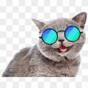 Transparent Cute Cats Png, Png Download - cat png