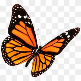 Monarch Butterfly Png Transparent, Png Download - butterfly png