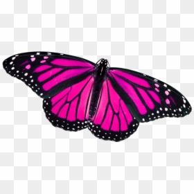 Monarch Butterfly, HD Png Download - butterfly png