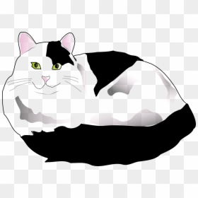 White And Black Cat Png, Transparent Png - cat png