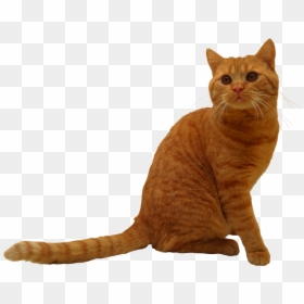 Cat Png, Transparent Png - cat png