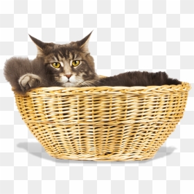 Asian, HD Png Download - cat png