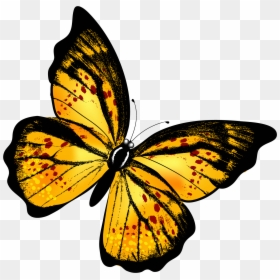 Yellow Butterfly Png, Transparent Png - butterfly png