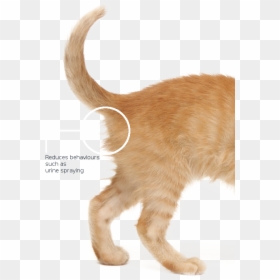Domestic Short-haired Cat, HD Png Download - cat png