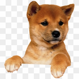 Puppy Transparent Png, Png Download - dog png