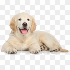 Golden Retriever Puppy Png, Transparent Png - dog png