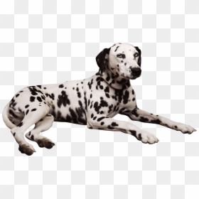 Dog Laying Down Png, Transparent Png - dog png