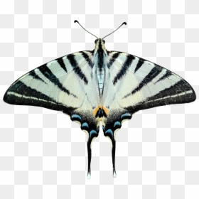 Transparent Moth Png, Png Download - butterfly png