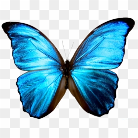 Blue Butterfly Transparent Background, HD Png Download - butterfly png