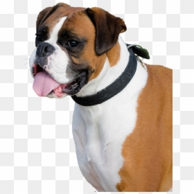Boxer Dog Transparent Background, HD Png Download - dog png