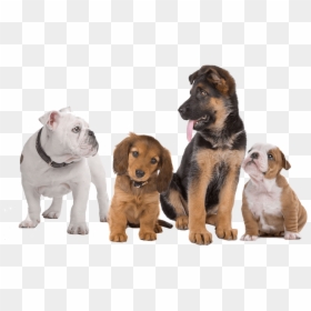 Dogs With Transparent Background, HD Png Download - dog png