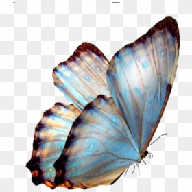 Transparent Background Butterfly Png, Png Download - butterfly png