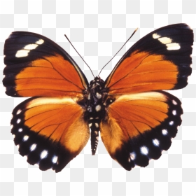 Butterfly Pics Transparent Background, HD Png Download - butterfly png
