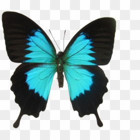 Does A Butterfly Eat, HD Png Download - butterfly png