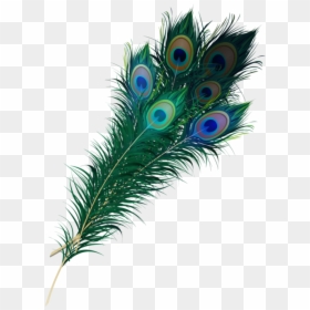 Real Peacock Feather Png, Transparent Png - png images