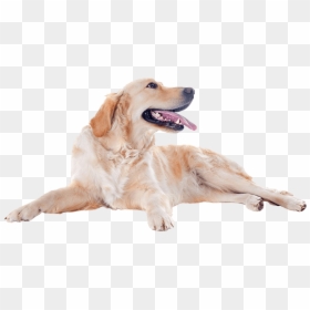 Furhaven, HD Png Download - dog png
