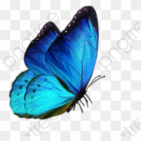 Transparent Background Blue Butterfly Png, Png Download - butterfly png