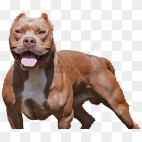 Pitbull Png, Transparent Png - dog png