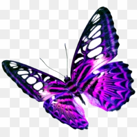 Transparent Background Butterfly Jpg, HD Png Download - butterfly png