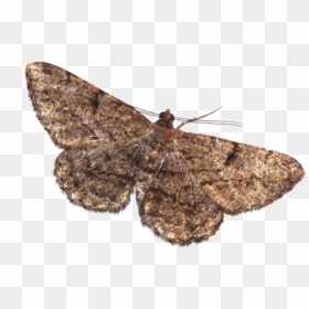 Transparent Background Moth Transparent, HD Png Download - butterfly png