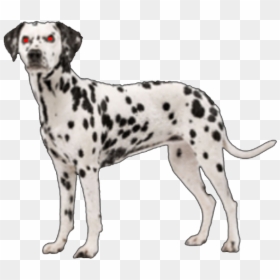 Dalmatian Png, Transparent Png - dog png