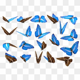 Butterfly Full Hd Png, Transparent Png - butterfly png