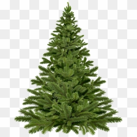 Live Christmas Tree, HD Png Download - christmas tree png