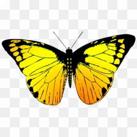 Butterfly In Different Colours, HD Png Download - butterfly png