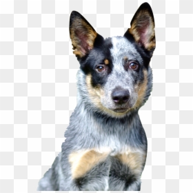 Australian Stumpy Tail Cattle Dog, HD Png Download - dog png