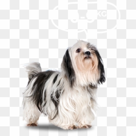 Гипоаллергенные Породы Гипоаллергенная Собака, HD Png Download - dog png