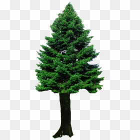 Christmas Tree Png, Transparent Png - christmas tree png