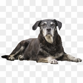 Senior Dog Png, Transparent Png - dog png