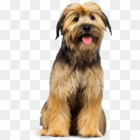 Standing Dogs Png, Transparent Png - dog png