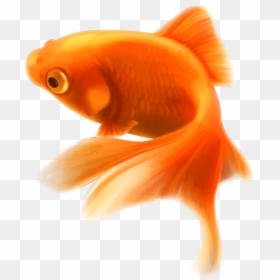 Transparent Background Gold Fish, HD Png Download - fish png