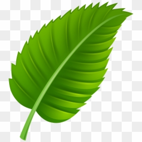 Leaf Png, Transparent Png - leaf png