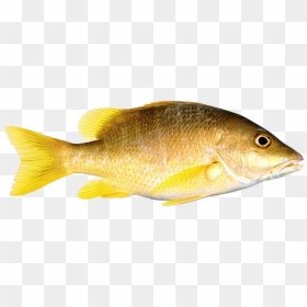 Fish With Transparent Background, HD Png Download - fish png