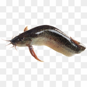 Magur Fish Png, Transparent Png - fish png