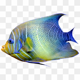 Fish Png, Transparent Png - fish png