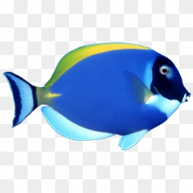 Surgeonfish Transparent Background, HD Png Download - fish png