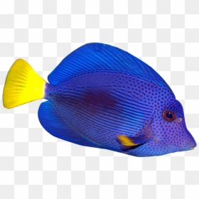 Tropical Fish Transparent Background, HD Png Download - fish png