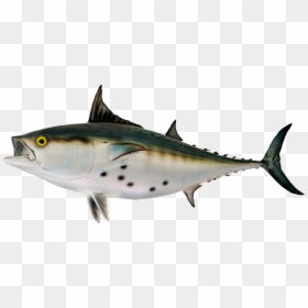 Bonito Fish Png, Transparent Png - fish png