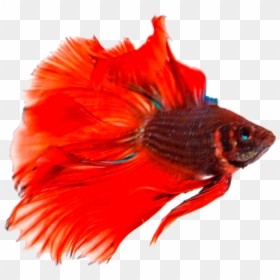 Betta Fish Transparent Background, HD Png Download - fish png