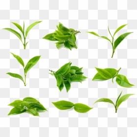Green Tea Leaf, HD Png Download - leaf png