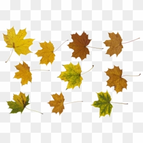 Maple Leaf, HD Png Download - leaf png