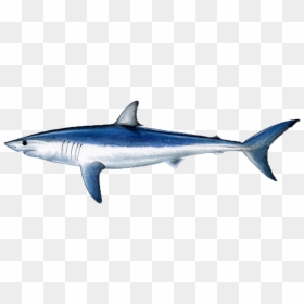 Shortfin Mako Shark, HD Png Download - fish png