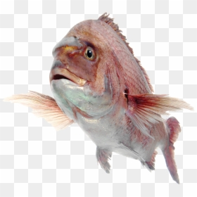 Fish Png, Transparent Png - fish png