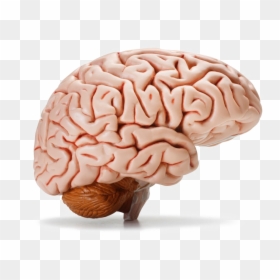 Human Brain Transparent Background, HD Png Download - brain png