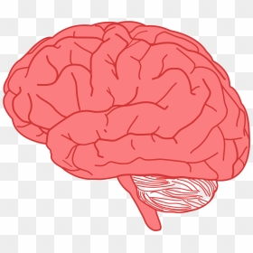 Brain Png, Transparent Png - brain png