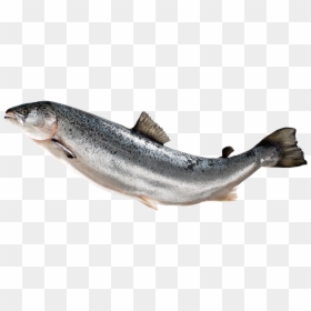Atlantic Salmon Png, Transparent Png - fish png